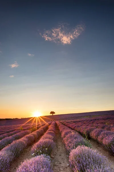 Amazing lavender field with a tree — Stock Photo, Image
