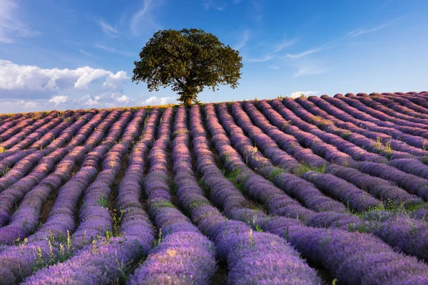 Increíble campo de lavanda con un árbol — Foto de Stock