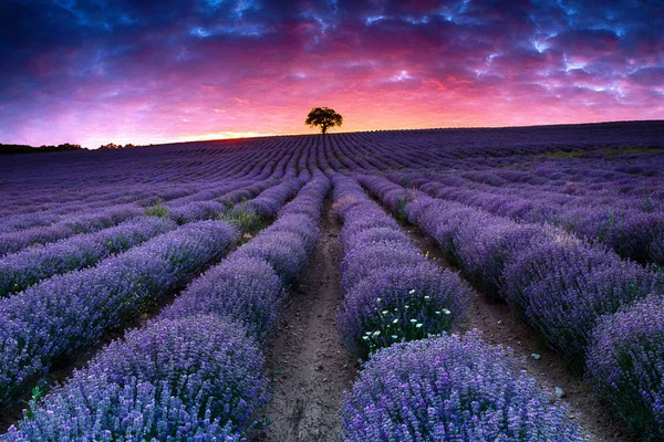Amazing lavender field with a tree — Stock Photo, Image