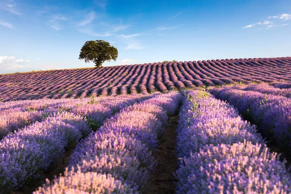 Increíble campo de lavanda con un árbol —  Fotos de Stock