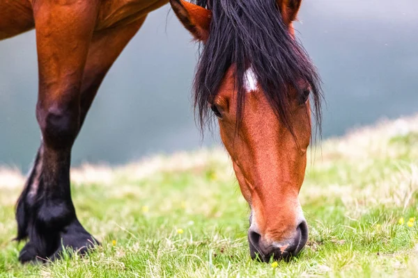 Cavalo castanho pastando na montanha — Fotografia de Stock