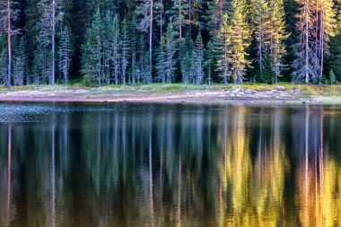 Gölde bir yeşil orman yansımalar