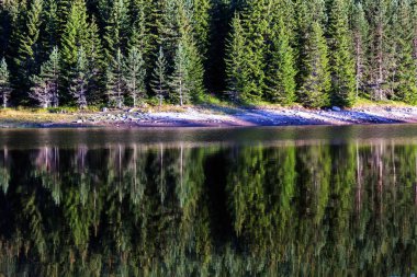Gölde bir yeşil orman yansımalar