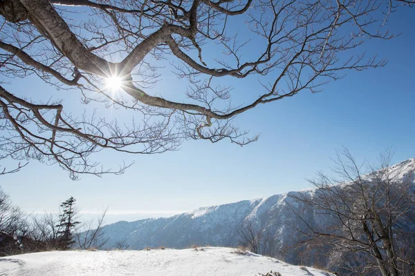 Raios de sol através de uma árvore na montanha de inverno — Fotografia de Stock