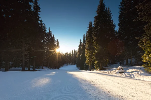 Caminho de esqui na floresta ao nascer do sol — Fotografia de Stock