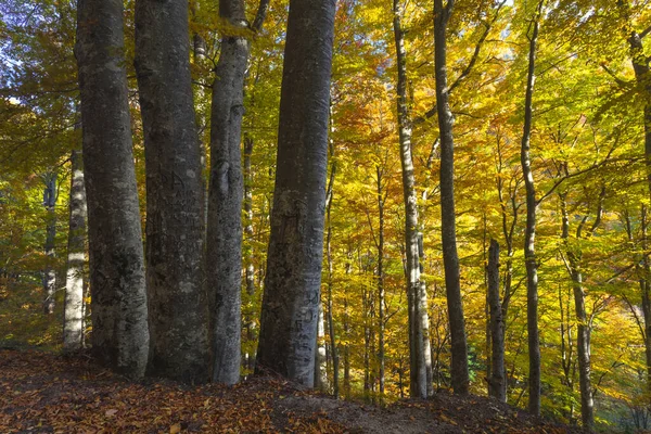 Goldener Wald — Stockfoto