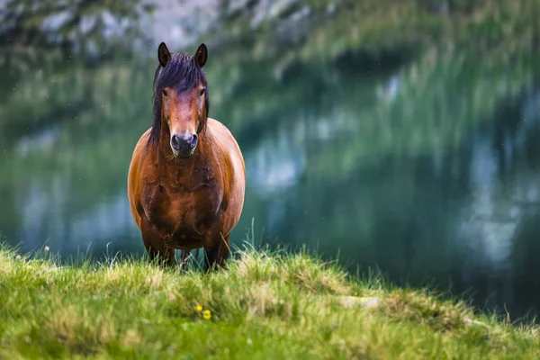 Grande Cavalo Marrom Por Lago — Fotografia de Stock