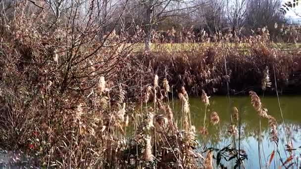 Parque con un estanque Imágenes de stock libres de derechos