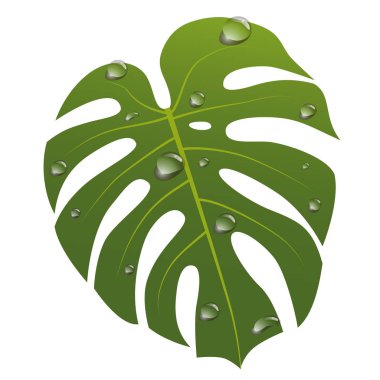 Su damlaları, Monstera
