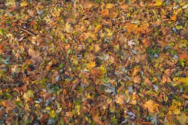 Güzel sonbahar park. Sonbahar Landscape.Park Güz. 