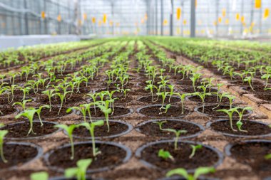 Lactuca sativa filizlenmesi