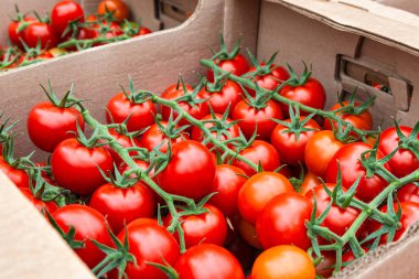 Karton kutuda olgun domatesler.