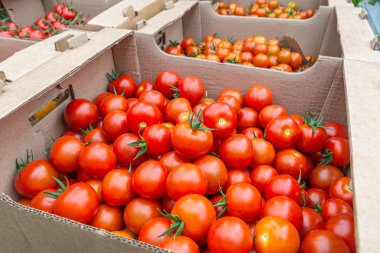 Kırmızı domatesler yiyecek olarak karton kutuda sağlıklı sebzeler.