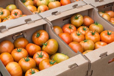Turuncu domatesler karton kutuda sağlıklı sebzelerdir.
