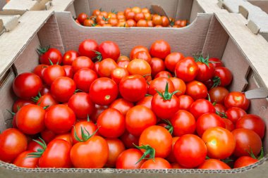 Yiyecek arka planı olarak bir kutuda kırmızı kiraz domatesleri.. 