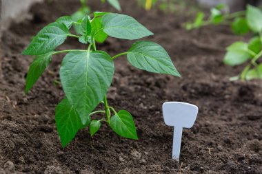 Kahverengi topraktaki biber bitkilerinin tohumları. Yakın plan..