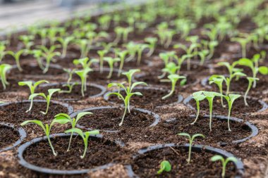 Siyah saksılarda bekleyen küçük sebze fidanları çiftli adı Lactuca sativa olan bitkileri ekmeye gidiyor..