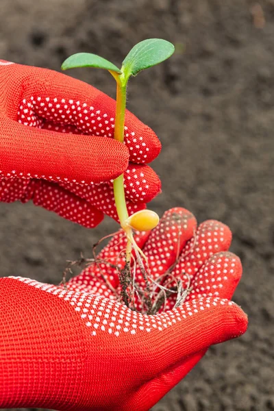 Pumpkin Seedlings Ground — Stock Photo, Image