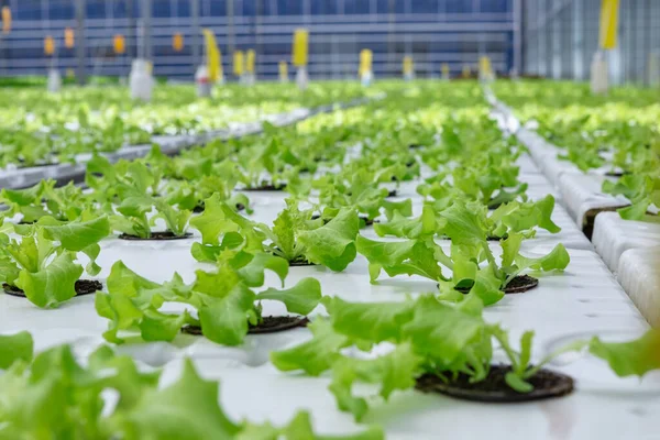 Mudas Lactuca Sativa Estufa Industrial Sementes Alface — Fotografia de Stock