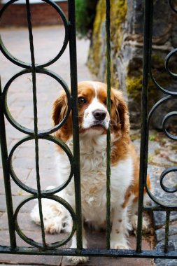 bir çitin arkasında üzgün köpek