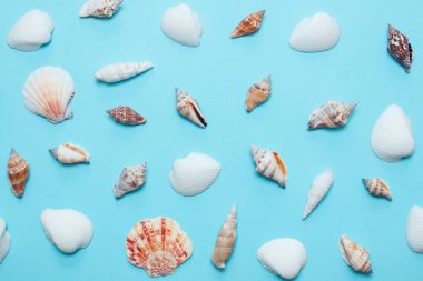mavi arkaplanda bir sürü kabuk, desen, deniz teması