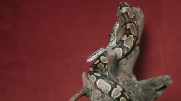 Il serpente steso sul tronco, cliccando la lingua — Video Stock