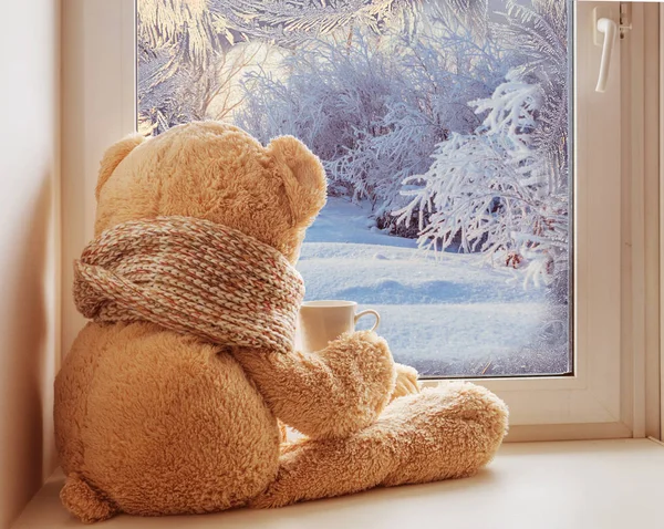 Bear sitting and looking in the window — Stock Photo, Image