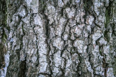 bark tree doku