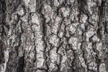 bark tree doku