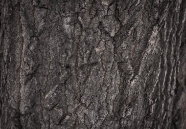 bark tree doku