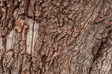 bark tree doku
