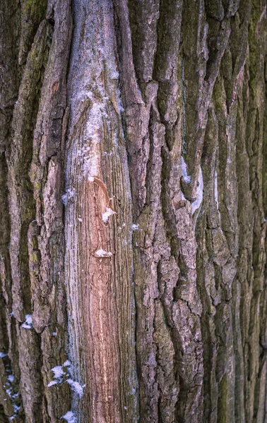 Bark tree texture — Stock Photo, Image