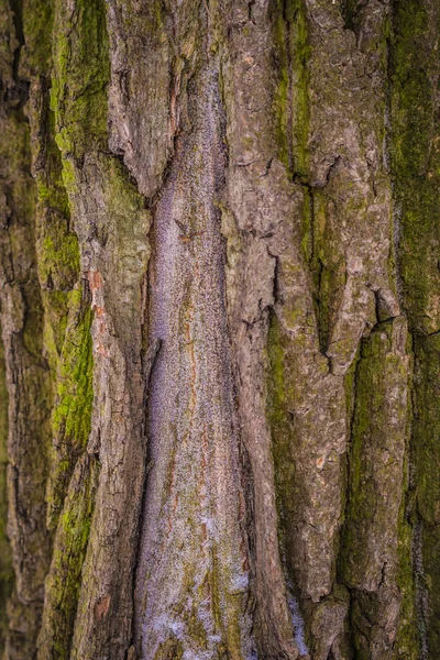 Tekstur pohon gonggongan — Stok Foto
