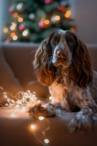 Kutyafajta spániel egy karácsonyfa ül egy kanapén — Stock Fotó