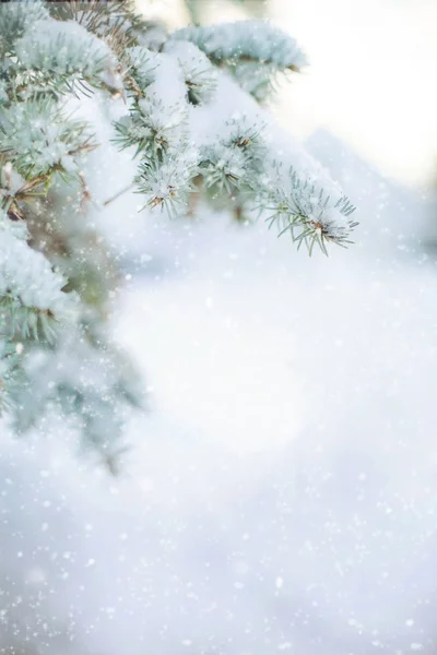 Зимний фон с морозными еловыми ветвями — стоковое фото