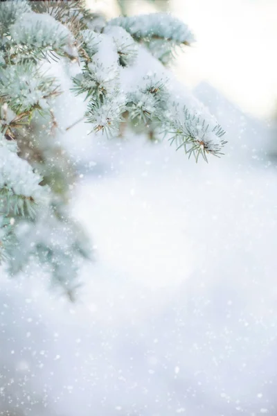 Sfondo invernale con rami di abete ghiacciato — Foto Stock