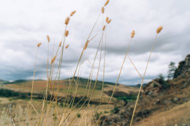 Sibirya 'da kuru sarı otlar