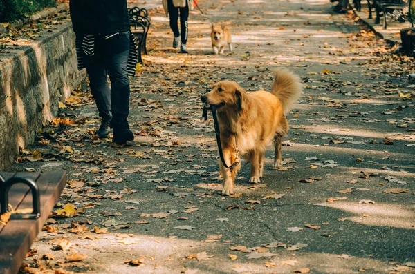 Köpek kendi tasmasını ağzında tutuyor.