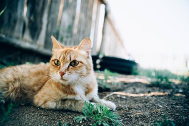 Kedi köyde tatlı görünüyor.