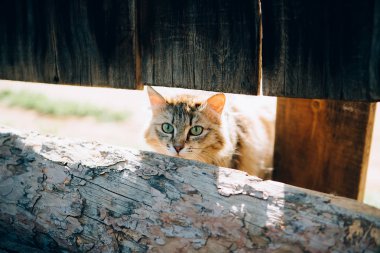 Kedi köyde tatlı görünüyor.