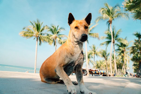 Tayland 'da köpek ve hurma