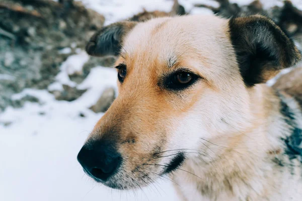 yellow dog in winter in siberia