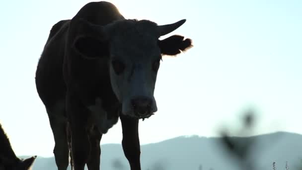 Cow Eating Grass Sunrise — Stock Video