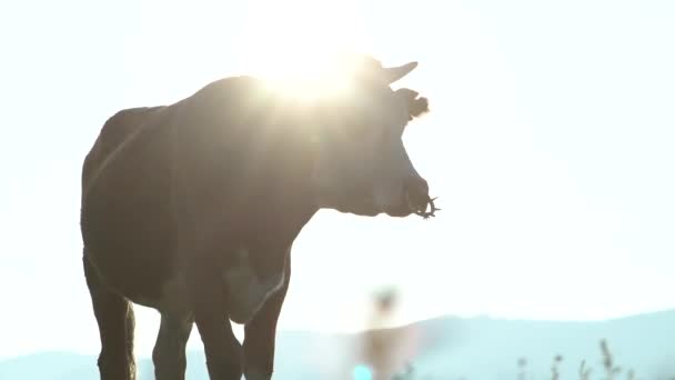 Cow Eating Grass Sunrise — Stock Video