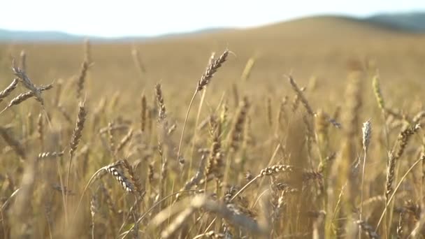 Trigo Ondulante Campo Rússia — Vídeo de Stock