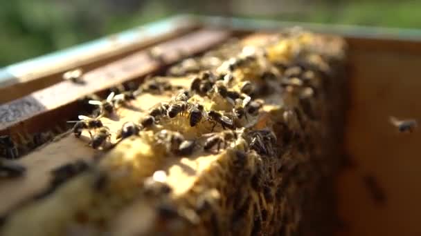 ミツバチは蜂蜜を作っています — ストック動画
