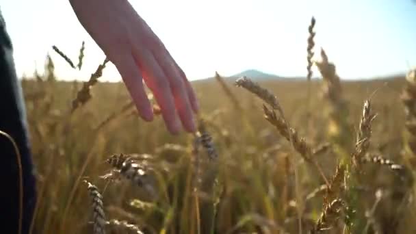 Mão Tocando Trigo Dourado — Vídeo de Stock