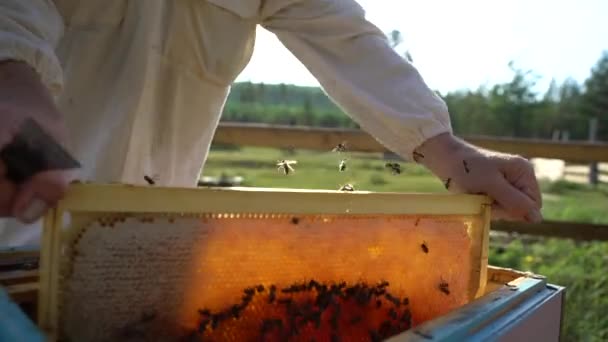 Μελισσοκόμος Που Εργάζεται Μέλισσες — Αρχείο Βίντεο