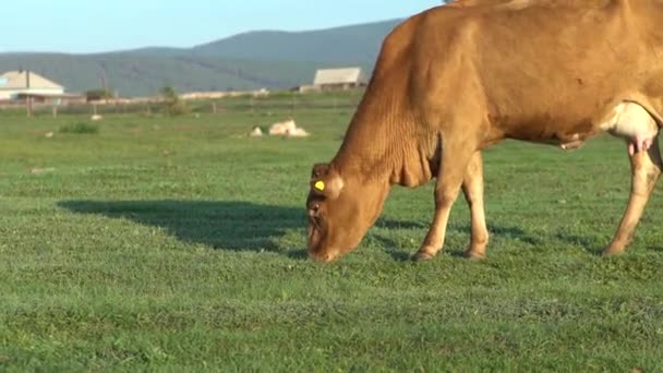 Cow Eating Grass Field — Stock Video