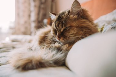 Yeşil gözlü, tüylü, sevimli kedi.